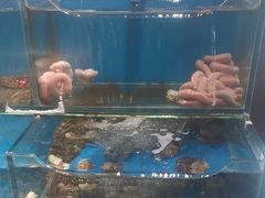 -潮庭·大连海鲜·炭火烧烤·扇贝王(大连店)