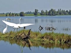 -白鹭湾湿地公园