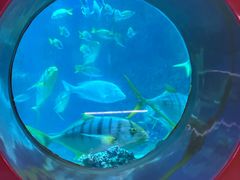 -海合安青岛极地海洋公园