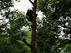 -都江堰中华大熊猫苑