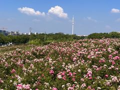 -苏州湾体育公园