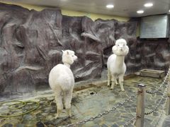 -上海大自然野生昆虫馆(东方明珠·爬宠昆虫探索中心)