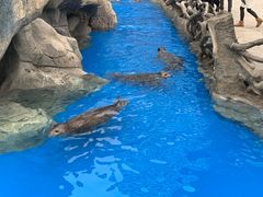 -华夏文旅海洋公园