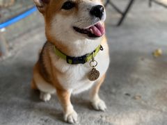 -柴犬高等学院·狗咖·柴犬售卖·宠物训练