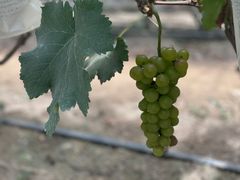 -马陆小张葡萄园农家乐