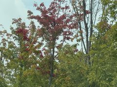 -豫丰汇河南名菜楼(武记餐饮)