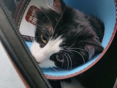 -汪喵宠物医院·骨科心脏影像·犬猫急重症ICU诊疗中心(成华分院)