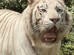 -栾川竹海野生动物园