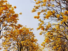 -洲头咀公园