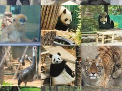 -大连森林动物园