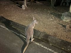 -清迈夜间动物园