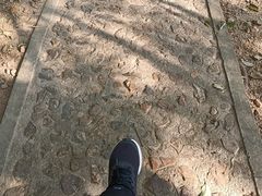 -上海佘山国家森林公园天马山园