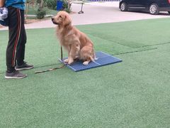 -宠物寄养训练学校