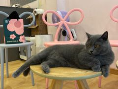 -猫咪派对(江南西店)