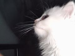 -嘉馨宠物医院·CT影像转诊·心脏科·犬猫全科诊疗中心(下沙大学城院区)
