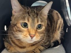 -纳吉亚猫专科动物医院·北北分院