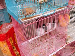 -曲阳花鸟市场(曲阳路店)