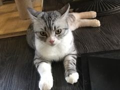 -吉丁鸟咖·异宠·寄养