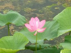 -荷塘月色湿地公园·向阳花洲