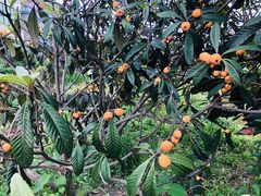 -塘栖枇杷特色园区