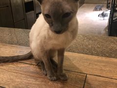 -more than meow吴止猫主题餐厅(承德 中船汇店)