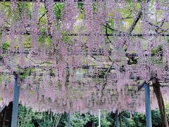-嘉定紫藤园