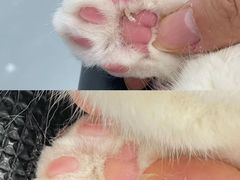 -爱洗澡的猫(望京店)