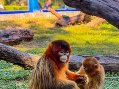 -大连森林动物园