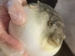 -肆月河豚·新淮扬(金融街店)