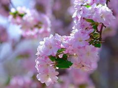 -海棠花溪(元大都城垣遗址公园)