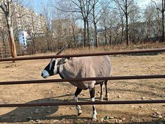 -大连森林动物园