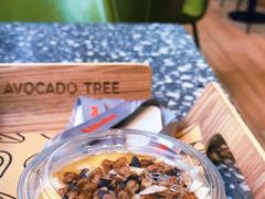 -油梨树AVOCADO TREE(望京店)