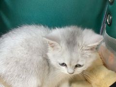 -佳雯宠物医院(四明中路分院)