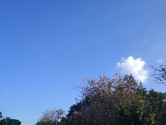 -大屏嶂森林公园