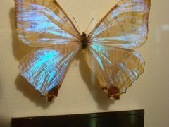 蝴蝶标本-上海昆虫博物馆