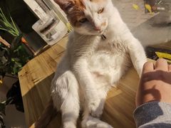 -平行世界·猫咖(首经贸店)