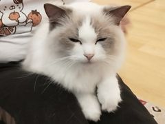 -猫咪派对(江南西店)