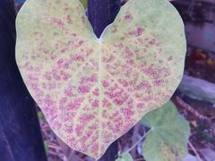 -小宝栗子(西安道店)