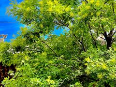 -白鹿原·白鹿仓