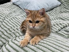 -喵zoo家庭繁育猫舍(尖东智能花园店)