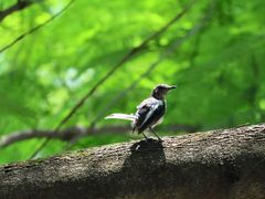 -重庆彩云湖湿地公园