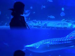 -烟台海昌鲸鲨海洋公园