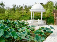 -建华生态湿地百荷园