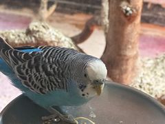 -上海大自然野生昆虫馆(东方明珠·爬宠昆虫探索中心)