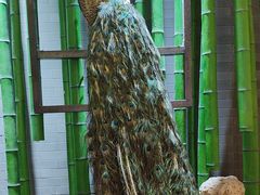 -雀舞云南菜(天津天河城购物中心店)