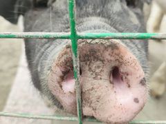 -洪湖家庭农场·团建·露营·会议