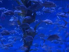 -海合安青岛极地海洋公园