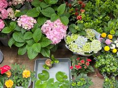 -循礼门鲜花花市(武汉循礼门店)