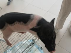 -怪兽屋·羊驼·猫咖·狗咖(俊华广场店)