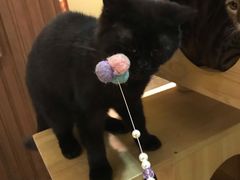 -more than meow吴止猫主题餐厅(承德 中船汇店)